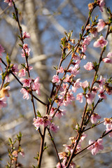 pink flowers 