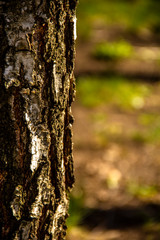 bark of tree