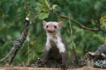 European pine marten (Martes martes) playing and posing on camera