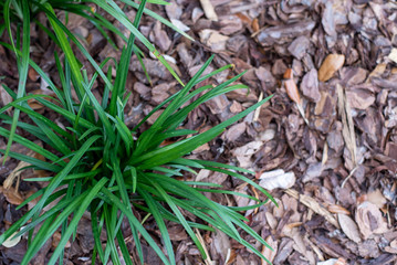 Liriope Muscari the big blue monkey grass also known as Lily Turf