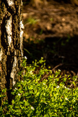 delicate flowers under a birch