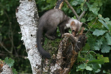 European pine marten (Martes martes) playing and posing on camera