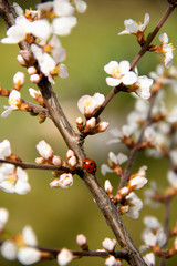 ladybug among flowers