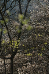 Wald im frühen Frühling