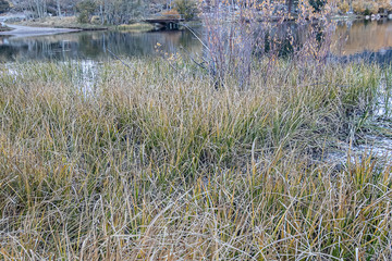 shoreline edged with long grass and bushes autumn lake reflection