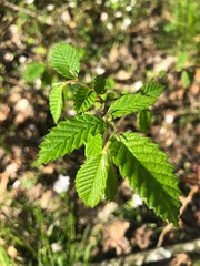 green leaves of a tree