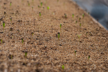 young green sprouts in separate cells, professional flower breeding