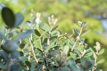Obraz premium Closeup of feijoa tree shrub. Acca sellowiana or pineapple guava background