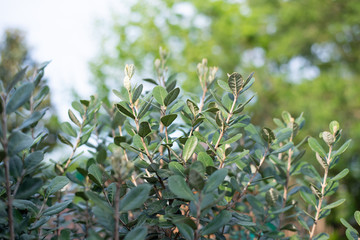 Closeup of feijoa tree shrub. Acca sellowiana or pineapple guava background