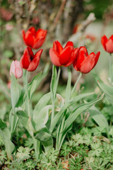 red and white tulips