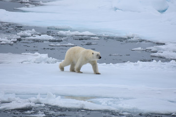 Polar bear in Svalbard Archipelago, Norway