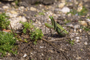 green praying mantis