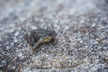 frog on the sand