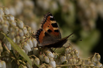butterfly on leaf