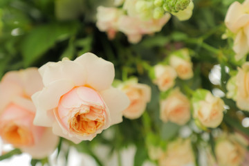Very beautiful garden roses in pink and orange.