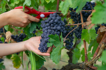 close-up man picking red wine grapes on vine in vineyard.harvest of blue grapes. fields vineyards...