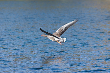 Fototapeta premium A Canadian goose flying over the water