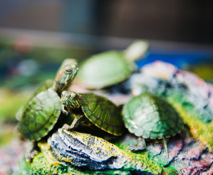 Baby turtles for sale at a pet shop