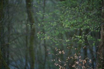 Young leafs at beech trees inside a forest