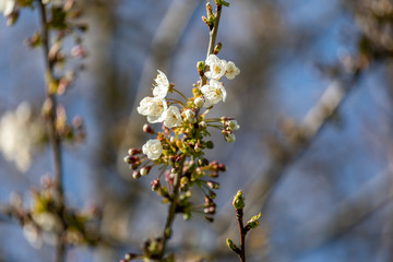 Blossom of the white cherry tree as the sign of spring time, selective focus