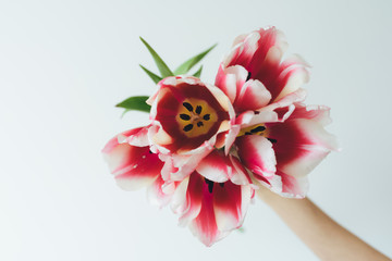 Pink tulips. Bouquet of red tulips in hand on a white background. 