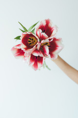 Bouquet of red tulips in hand on a white background. Red tilips. White tulips.