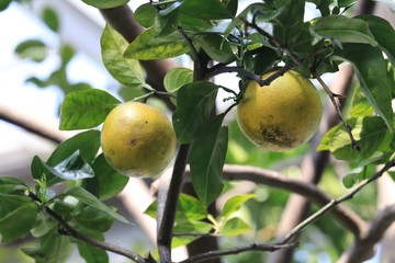 Citrus orange fruits growing on a agriculture tree