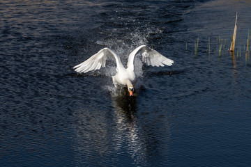 The swan lands on the water
