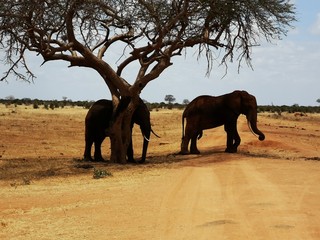 elephants in the savanna in kenia