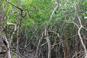 Mangrove trees in the rainforest 