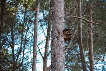 Casa colgante de madera pájaro bosque solitario