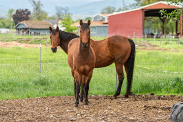 two horses on a farm © Marcy