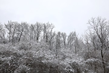 Snow covered landscape 