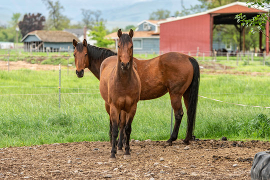 two horses on a farm