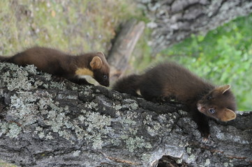 European pine marten (Martes martes) posing on camera