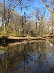 trees on the river