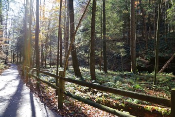 Fototapeta premium Sunlight through the dense forest 