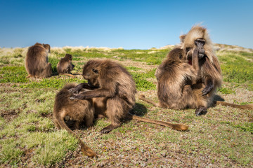 Group of Gelada Monkeys in Simien Mountains, Ethiopia