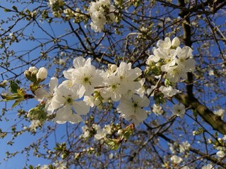 cherry tree blossom in the garden