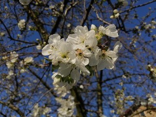 cherry tree blossom in the garden