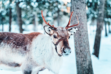 Brown Reindeer in Finland at Lapland