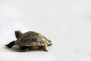 small red-eared turtle on a white background