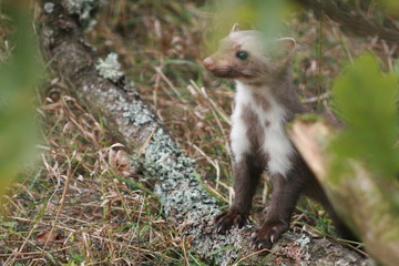 European pine marten (Martes martes) posing on camera