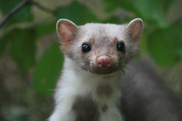 European pine marten (Martes martes) posing on camera