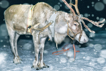 Reindeer at forest in Lapland Finland