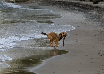 Pet dog retrieving a stick on the beach