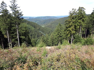 mountain landscape with trees