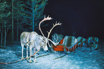 Reindeer at Finland in Lapland winter at night