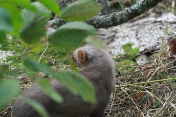 European pine marten (Martes martes) posing on camera