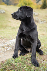 Portrait of a young black Labrador puppy.